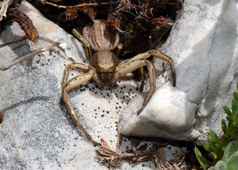 Xysticus sp. - Campo Felice (AQ)